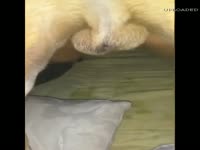 Zoopussy got wrecked by a dog's cock